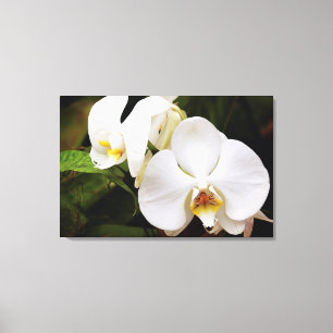 Toile Orchidée Lune Blanche (Phalaenopsis Aphrodite)