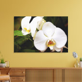 Toile Orchidée Lune Blanche (Phalaenopsis Aphrodite) (Insitu(Salon))