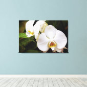 Toile Orchidée Lune Blanche (Phalaenopsis Aphrodite) (Insitu (Plancher de Bois))