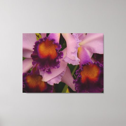 Toile Orchidée royale violette de Cattleya (Recto)