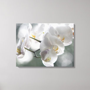 Toile Orchidées Blancs