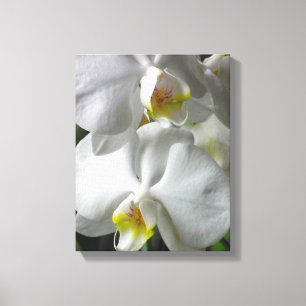 Toile Orchidées Blancs