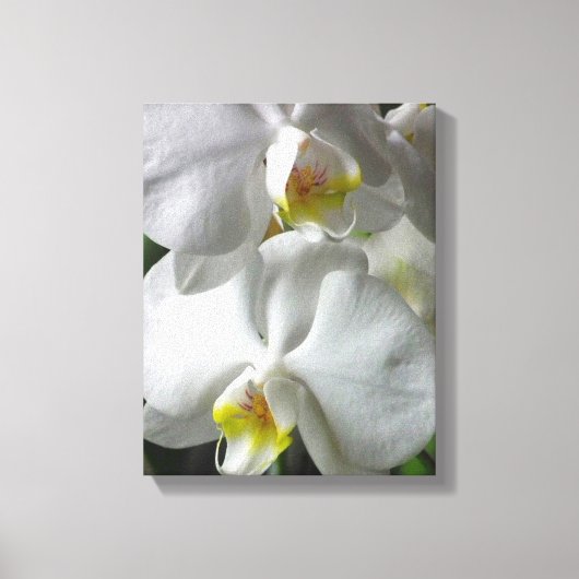 Toile Orchidées Blancs (Recto)