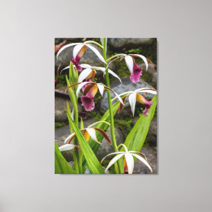 Toile Orchidées Calice de Nonne Croissant au Costa Rica