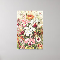 Orchidées, Orchideae Denusblumen par Ernst Haeckel