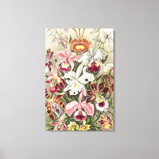 Toile Orchidées, Orchideae Denusblumen par Ernst Haeckel (Recto)