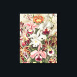 Toile Orchidées, Orchidée Denusblumen par Ernst Haeckel<br><div class="desc">Orchidées,  Orchidée Denusblumen par Ernst Haeckel Canvas Imprimer</div>