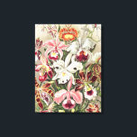 Toile Orchidées, Orchidée Denusblumen par Ernst Haeckel<br><div class="desc">Orchidées,  Orchidée Denusblumen par Ernst Haeckel Canvas Imprimer</div>