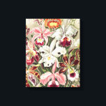 Toile Orchidées, Orchidée Denusblumen par Ernst Haeckel<br><div class="desc">Orchidées,  Orchidée Denusblumen par Ernst Haeckel Canvas Imprimer</div>
