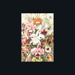 Toile Orchidées, Orchidée Denusblumen par Ernst Haeckel<br><div class="desc">Orchidées,  Orchidée Denusblumen par Ernst Haeckel Canvas Imprimer</div>