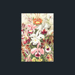 Toile Orchidées, Orchidée Denusblumen par Ernst Haeckel<br><div class="desc">Orchidées,  Orchidée Denusblumen par Ernst Haeckel Canvas Imprimer</div>