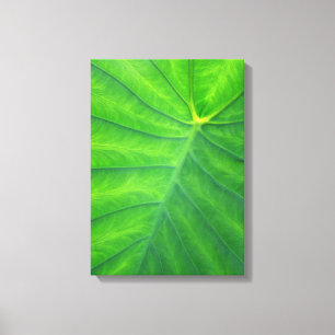 Toile Oreilles éléphantes - Colocasia