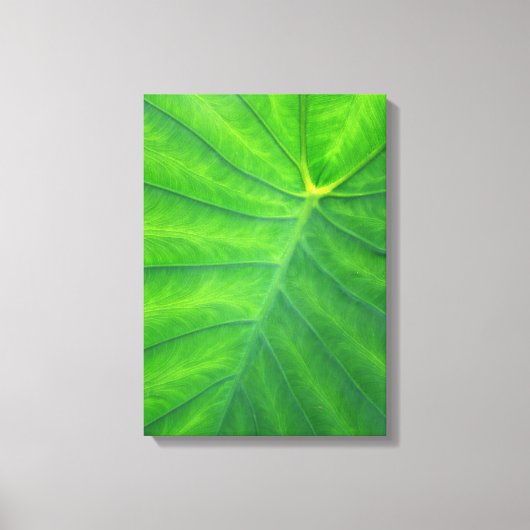 Toile Oreilles éléphantes - Colocasia (Recto)