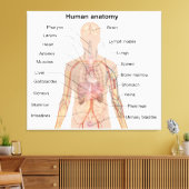 Toile Organes internes Anatomie du corps humain (Insitu(Salon))