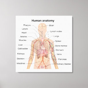Toile Organes Internes Schéma d'Anatomie du Corps Humain