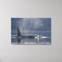 Orque adulte femelle (Orcinus Orca), Puget