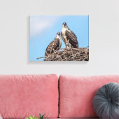Toile Osprey juvénile dans le nid (Insitu(Salon))