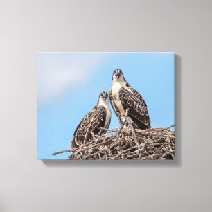 Toile Osprey juvénile dans le nid