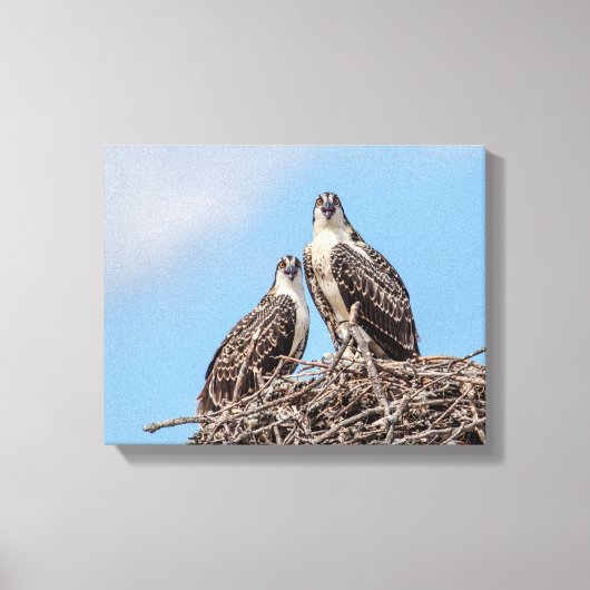 Toile Osprey juvénile dans le nid (Recto)