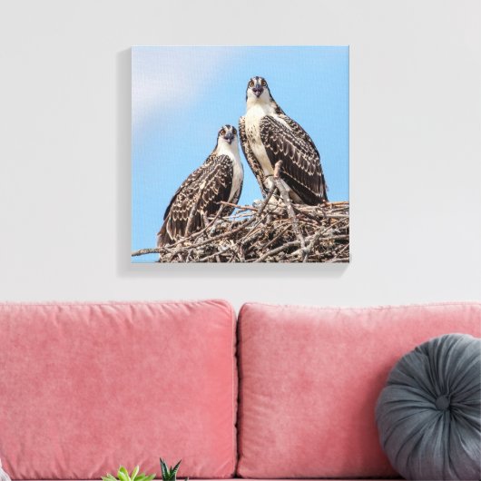 Toile Osprey juvénile dans le nid (Insitu(Salon))