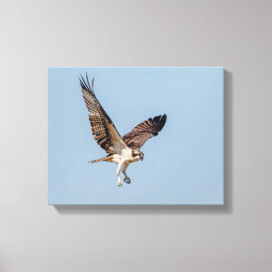 Toile Osprey juvénile en vol