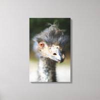 Ostrich