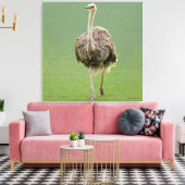 Toile Ostrich (Insitu(Salon))