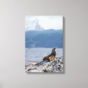 Toile Otaries dans le canal de Beagle - Argentine