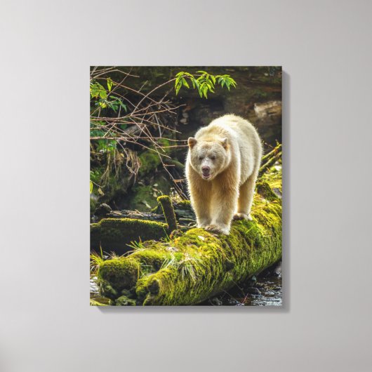 Toile Ours blanc | Colombie-Britannique, Canada (Recto)