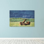Toile Ours Brown en jeu, Ursus arctos, Alaska (Insitu (Plancher de Bois))
