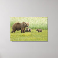 Ours brun d'Alaska femelle et trois oursons, Ursus