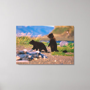 Toile Ours brun, Ursus arctos, péninsule d'Alaska,