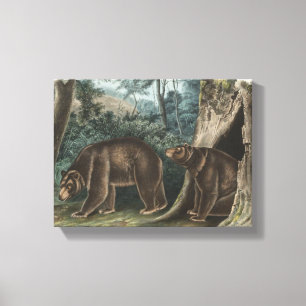 Toile Ours de cannelle Audubon