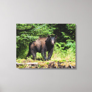Toile Ours noir Alpha