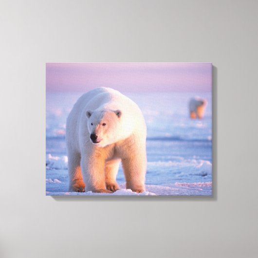 Toile ours polaire, Ursus maritimus (Recto)