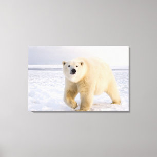 Toile ours polaire, Ursus maritimus, sur glace et neige,