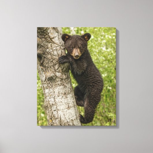 Toile Ourson noir dans un arbre (Recto)