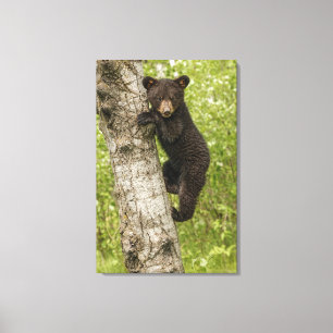 Toile Ourson noir dans un arbre