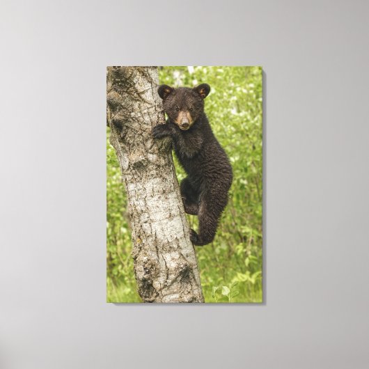 Toile Ourson noir dans un arbre (Recto)