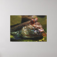 Oxydercinae de poisson amphibie moudskipper