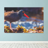 Toile Oystercatcher noir (Insitu (Plancher de Bois))