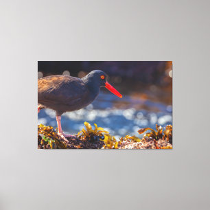 Toile Oystercatcher noir