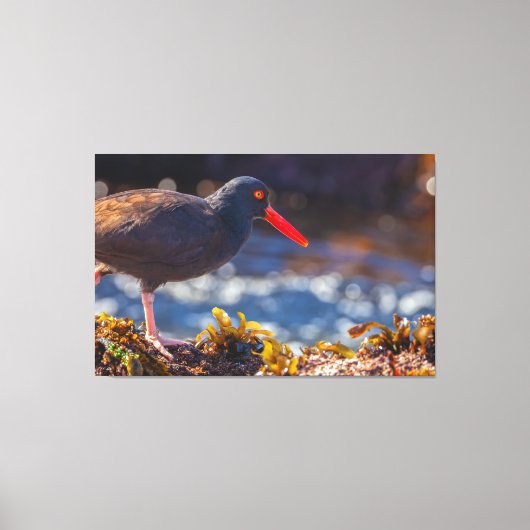 Toile Oystercatcher noir (Recto)