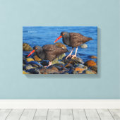 Toile Oystercatcher noir Voir, Oystercatcher noir Do (Insitu (Plancher de Bois))