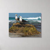 Toile Pacific Gull Bird Beach Paysage océanique Australi (Recto)