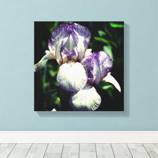 Toile Paire De Fleur Iris À Peau Violet Et Blanc (Insitu (Plancher de Bois))