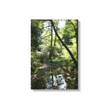 "Paix Verte", Muir Woods