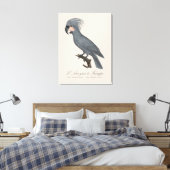 Toile Palmiste noir, Probosciger aterrimus (Insitu(Chambre))