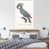 Toile Palmiste noir, Probosciger aterrimus (Insitu(Chambre))