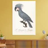 Toile Palmiste noir, Probosciger aterrimus (Insitu(Salon))